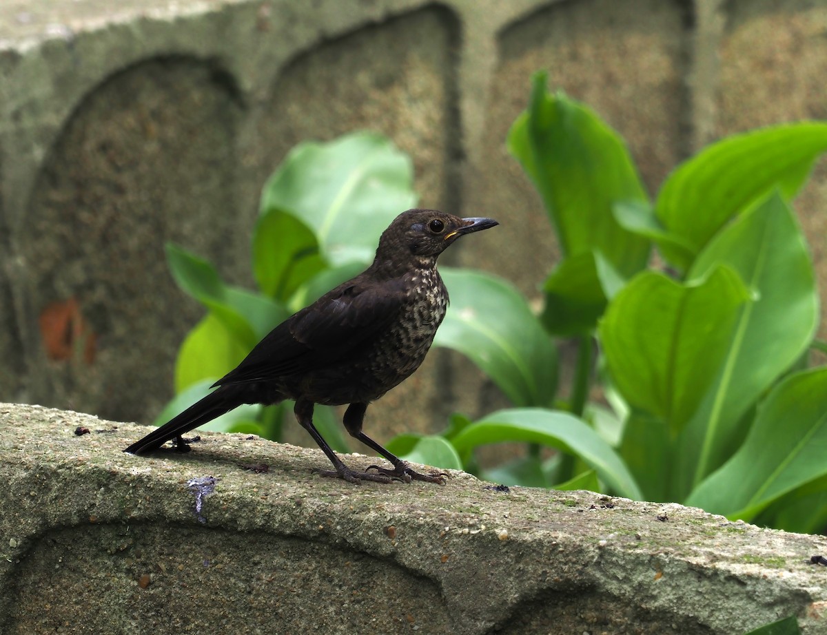 Chinese Blackbird - Konstantin Akmarov