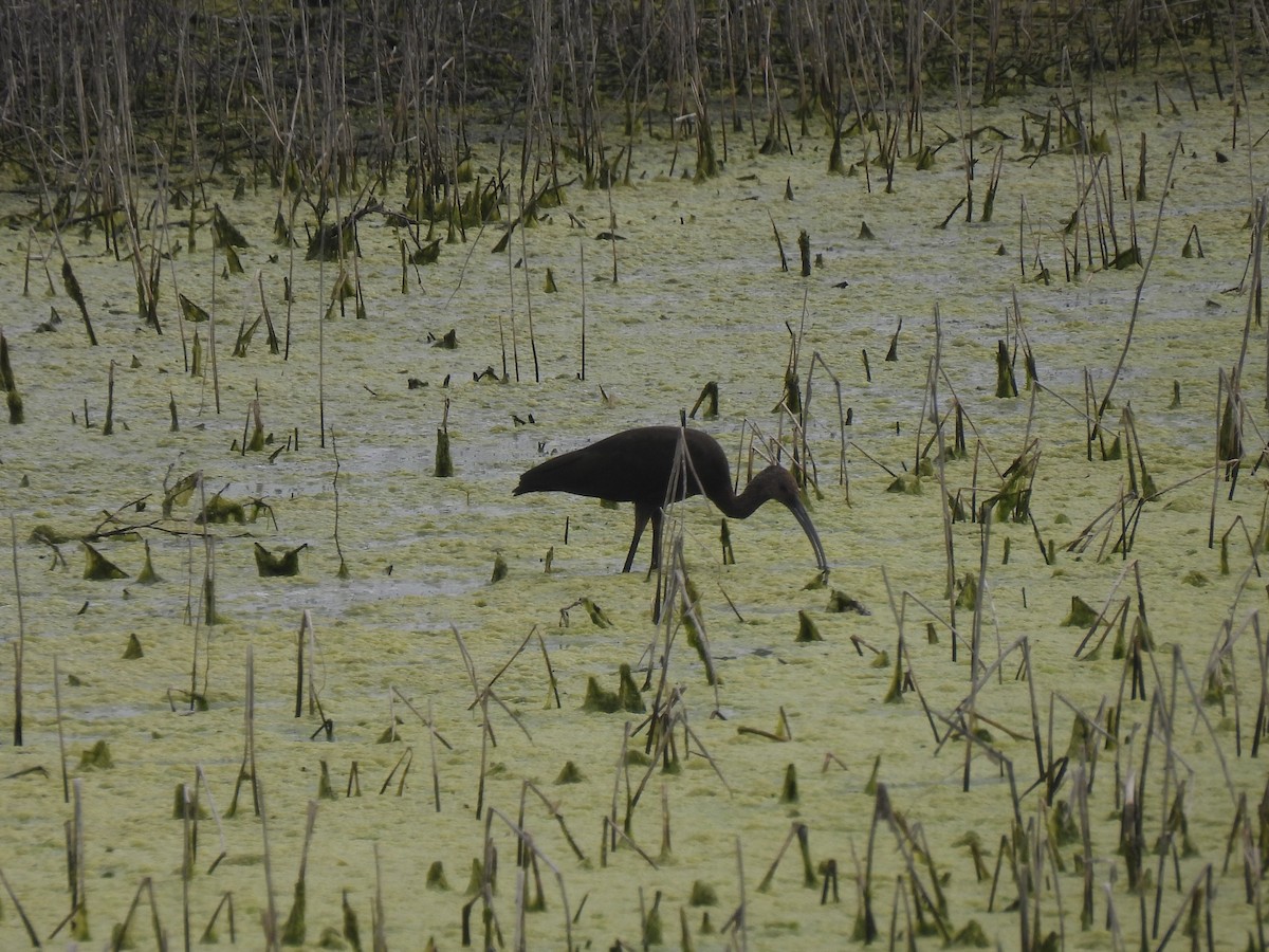 White-faced Ibis - Nathan Wahler