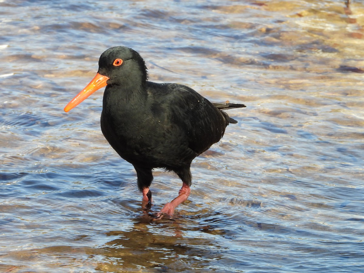 Sooty Oystercatcher - Chris & Derek