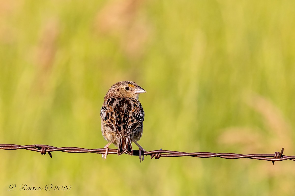 Grasshopper Sparrow - Paul Roisen