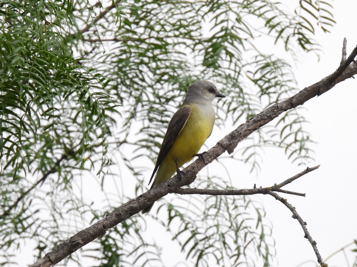 Western Kingbird - Nathan Wahler