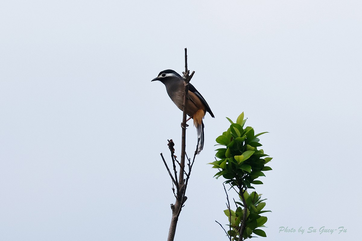 White-eared Sibia - ML619517002