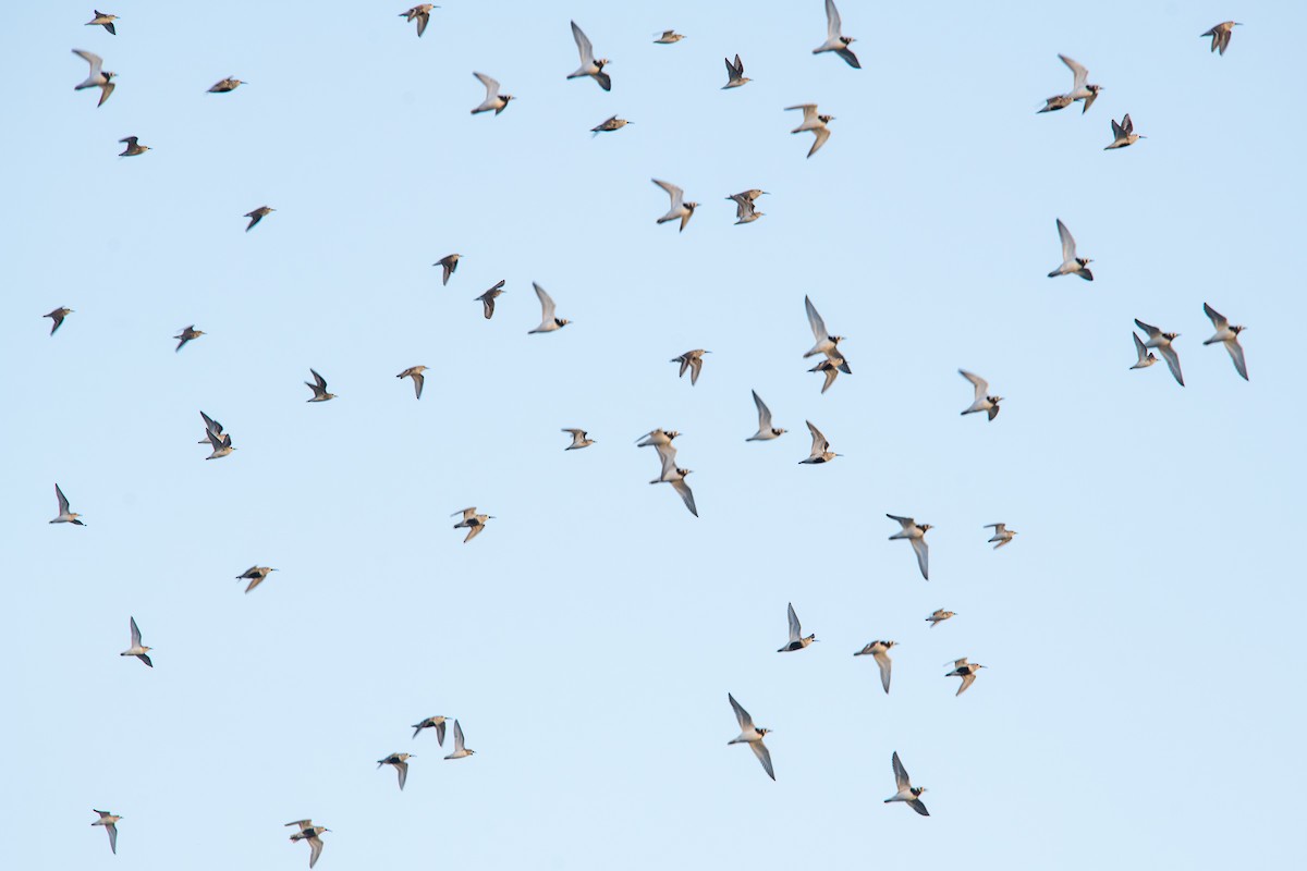 Ruddy Turnstone - Robert Lussier