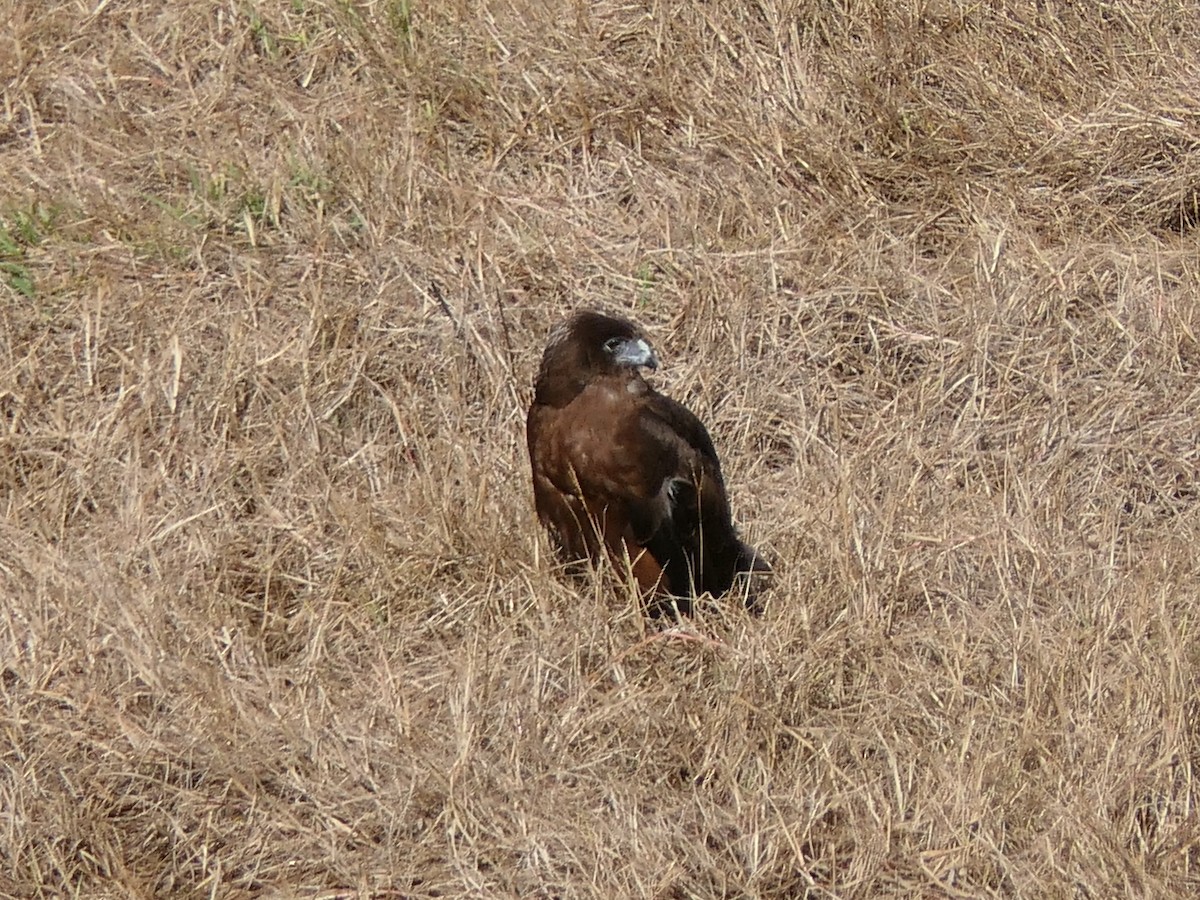 Swamp Harrier - ML619517007