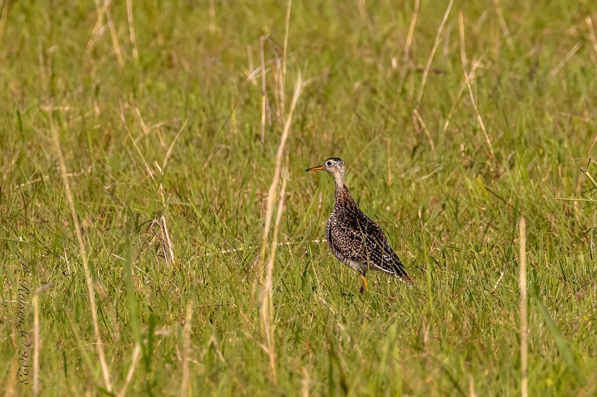 Upland Sandpiper - Paul Roisen