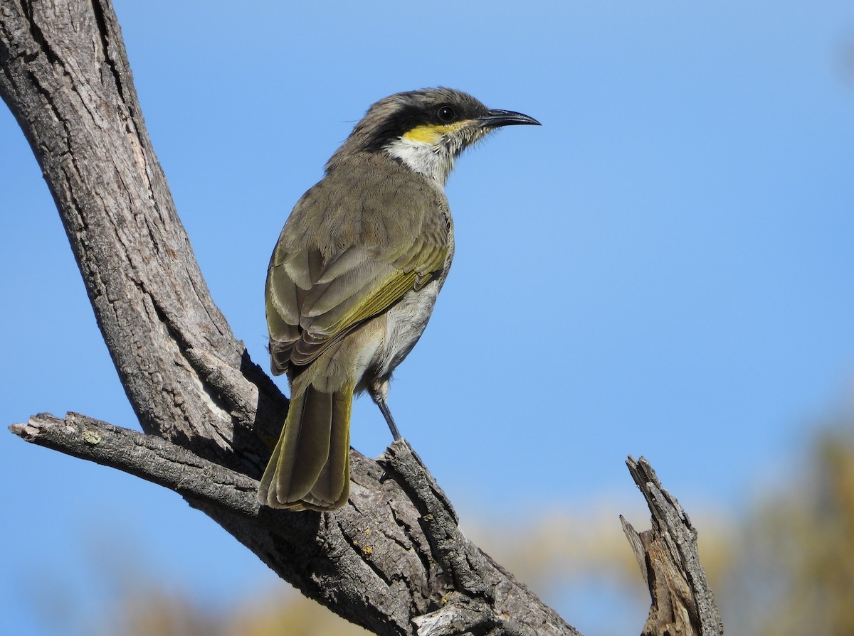 Singing Honeyeater - Chris & Derek