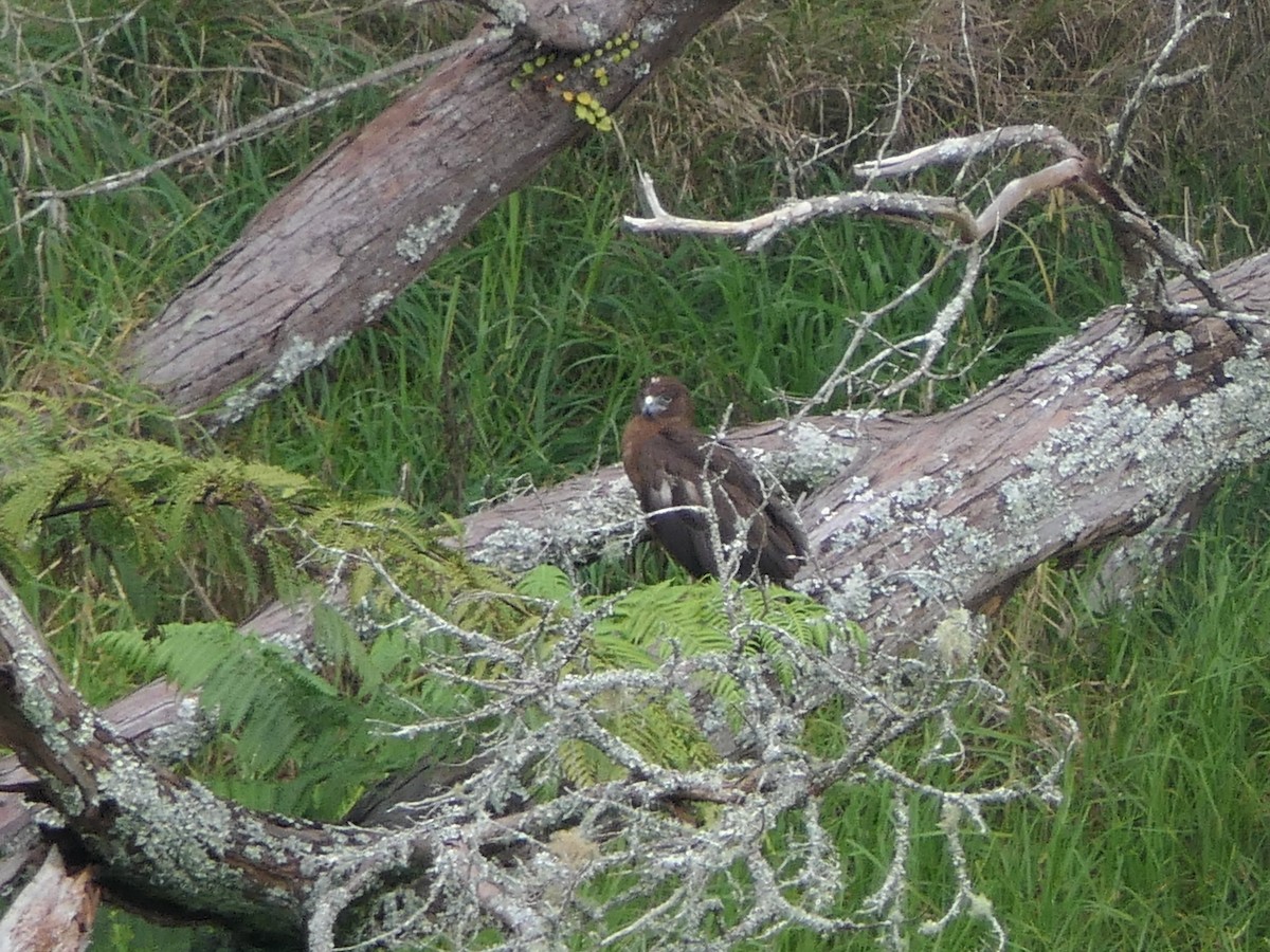 Swamp Harrier - Jim Kirker