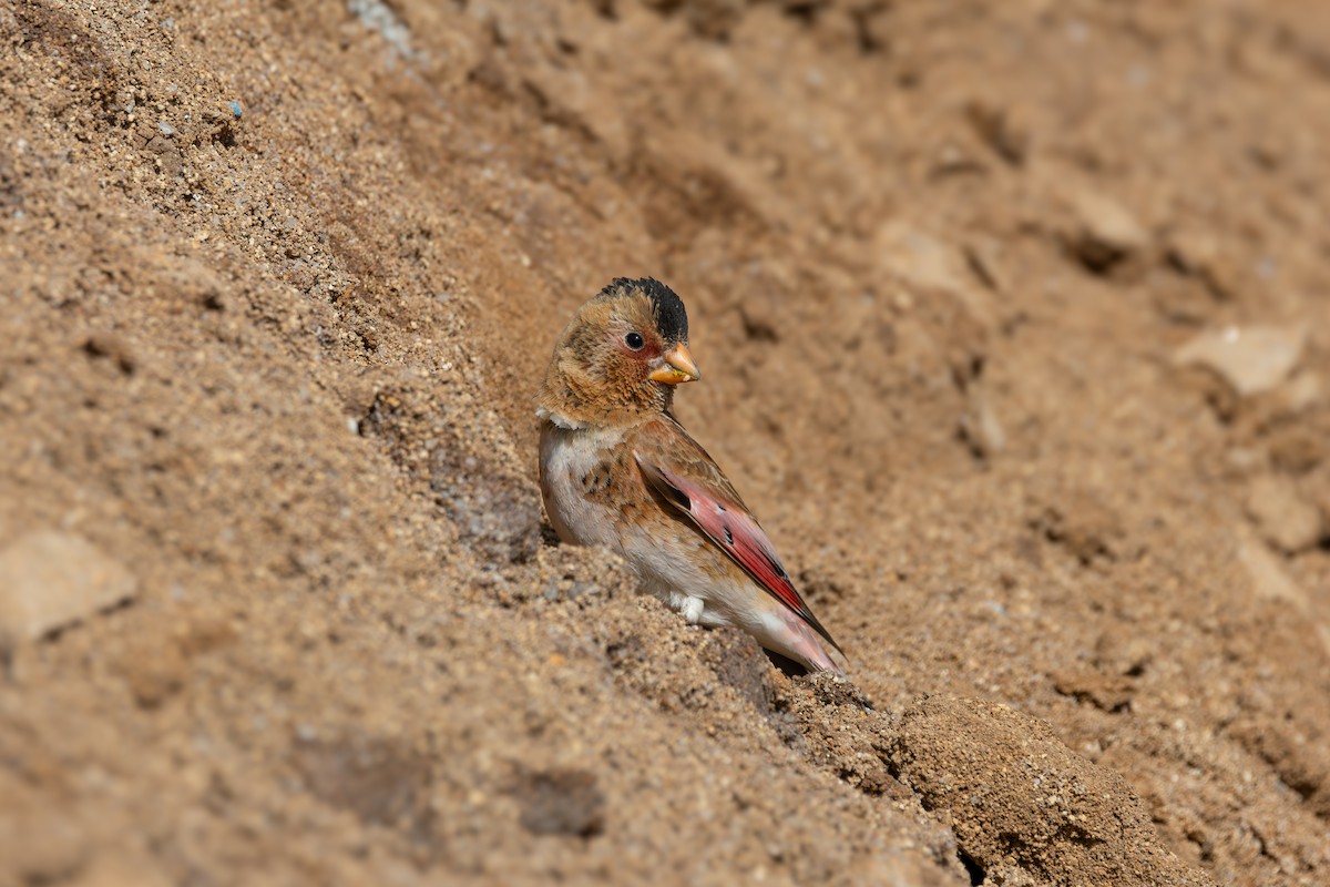 Crimson-winged Finch - ML619517019