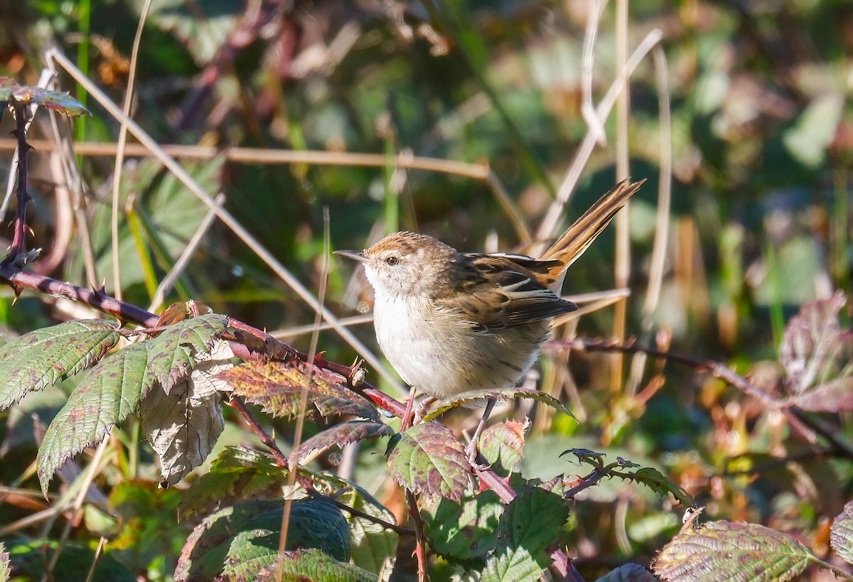 Little Grassbird - ML619517020