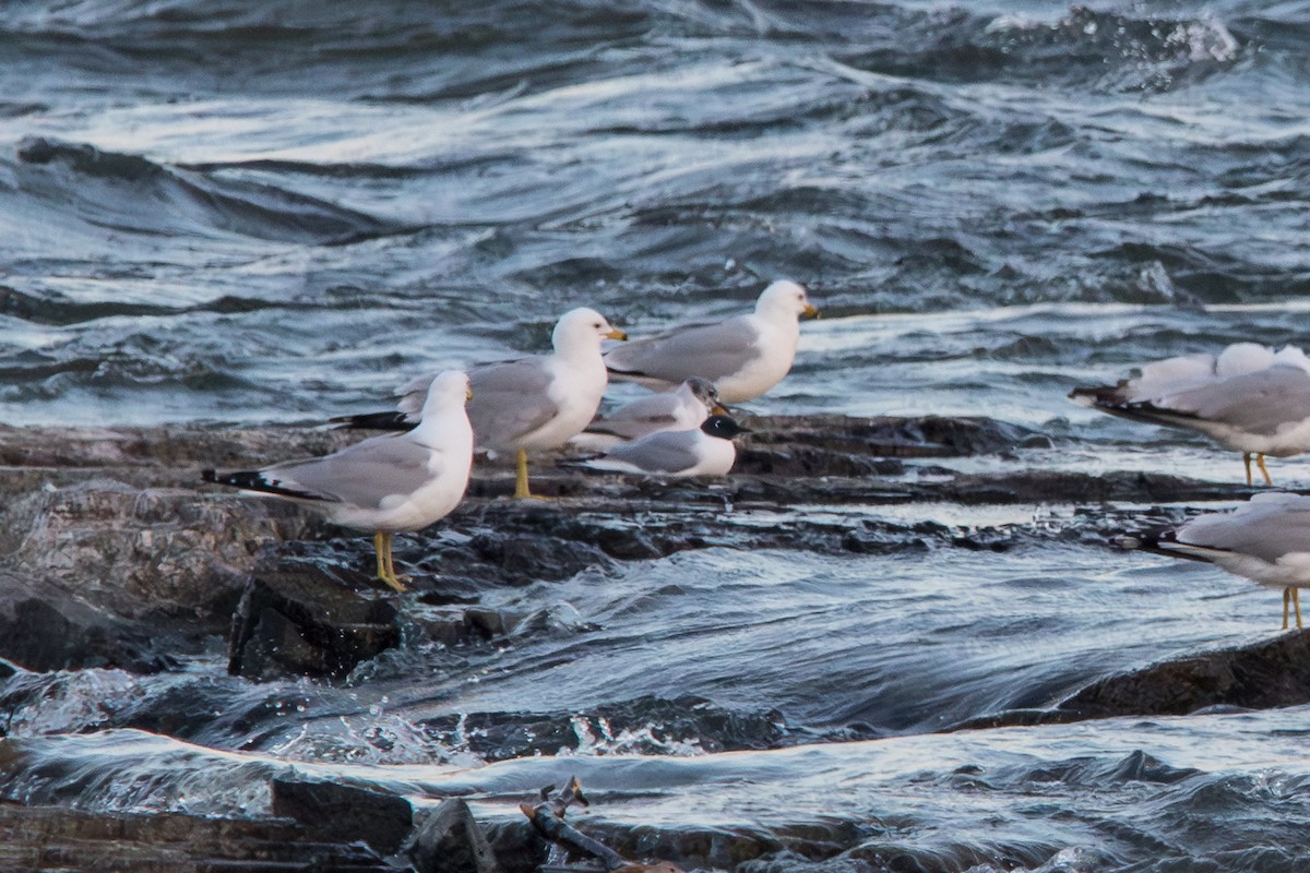 Bonaparte's Gull - Robert Lussier