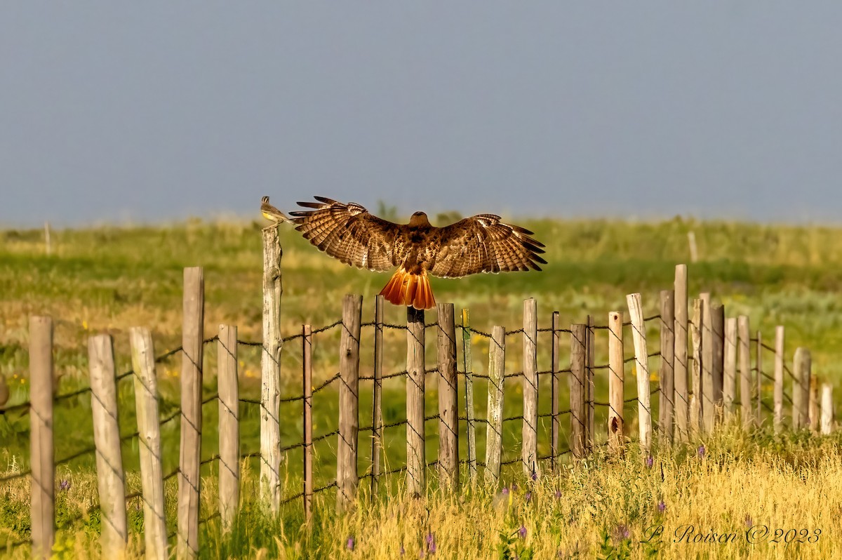 Red-tailed Hawk - Paul Roisen