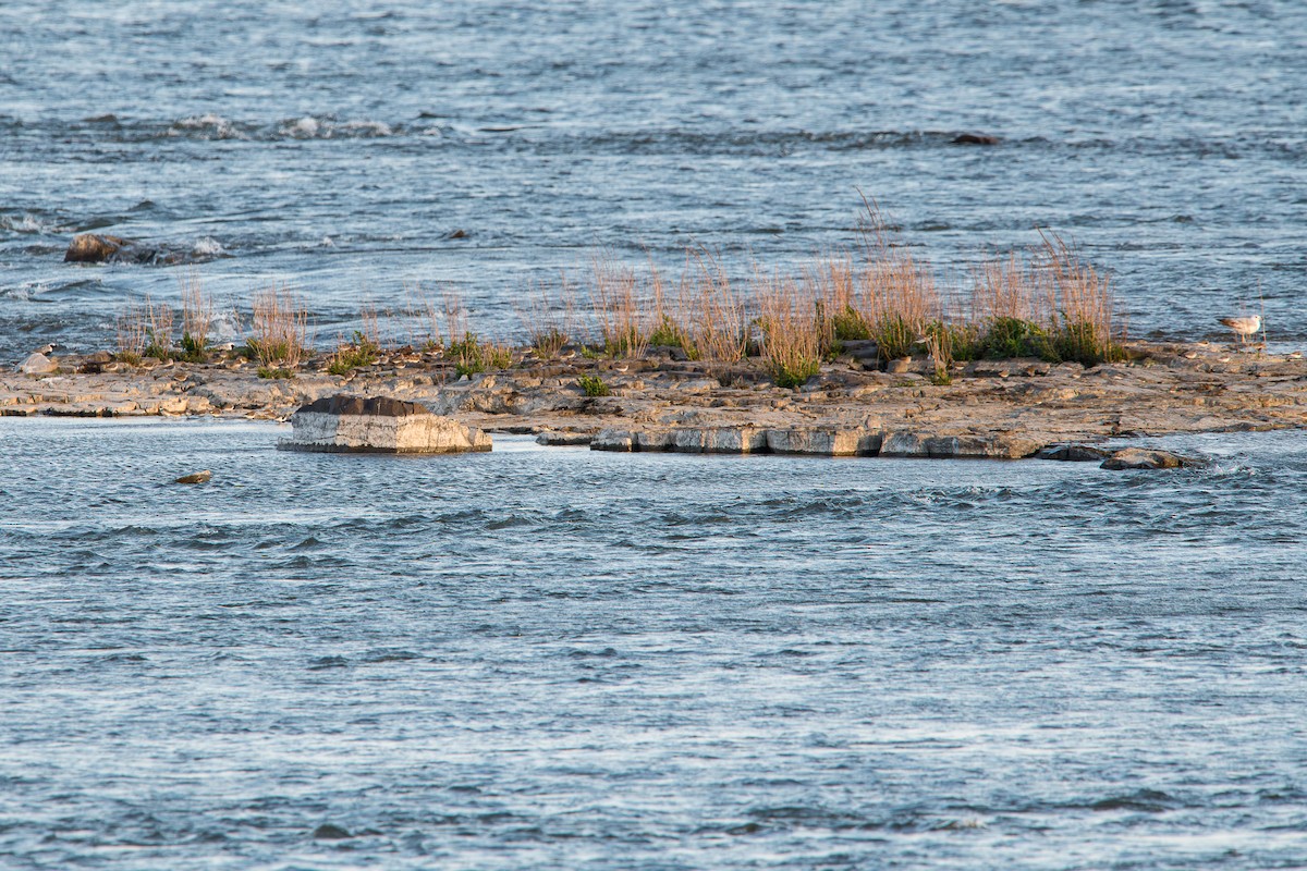 Semipalmated Sandpiper - Robert Lussier