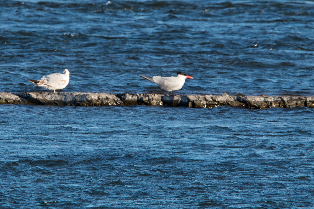 Caspian Tern - Robert Lussier