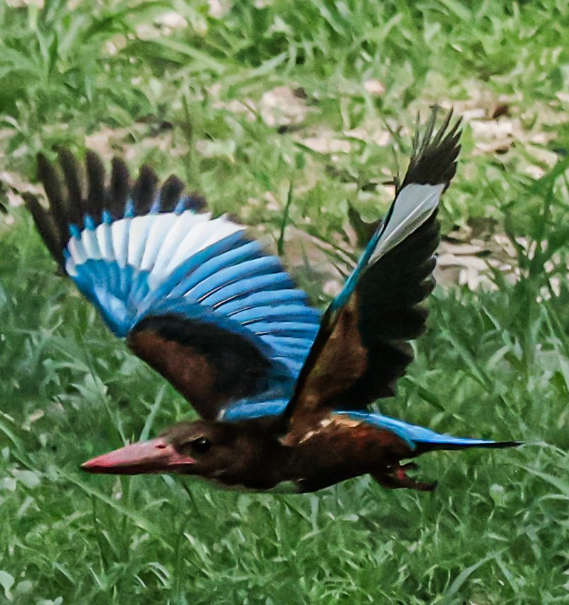 White-throated Kingfisher - Sanjay Gupta