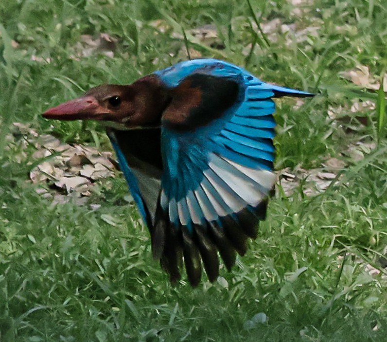 White-throated Kingfisher - Sanjay Gupta