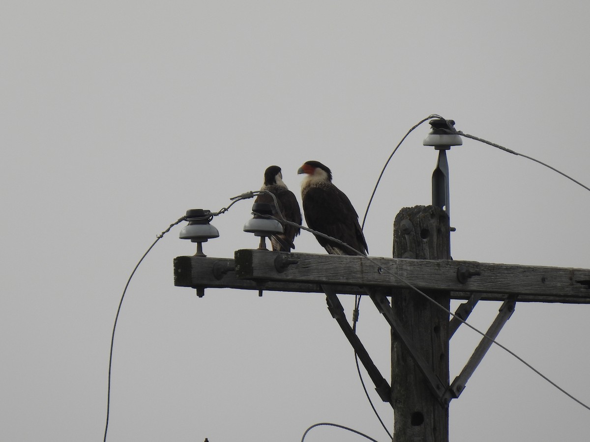 Caracara huppé (cheriway) - ML619517040