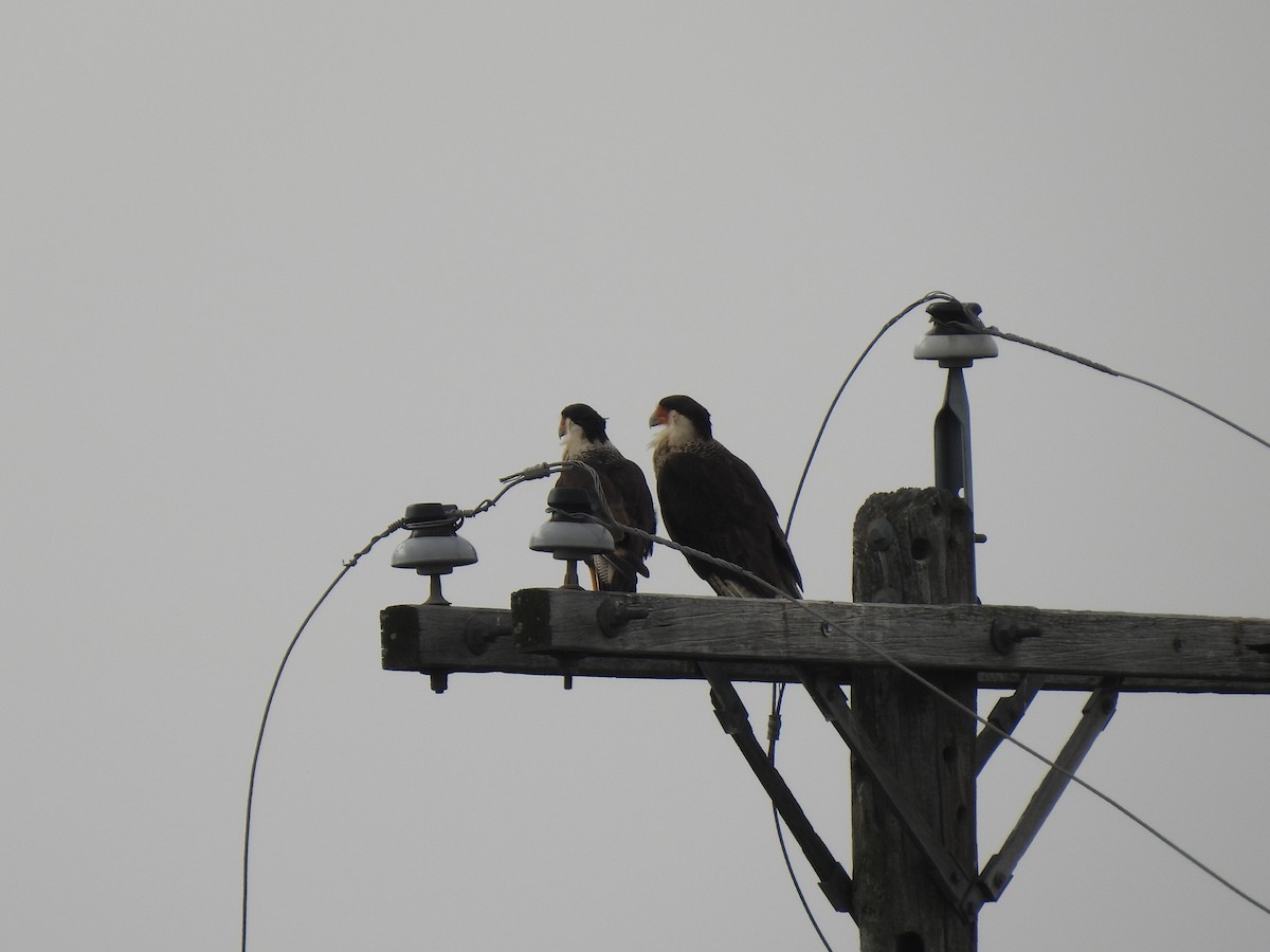 Crested Caracara (Northern) - ML619517041