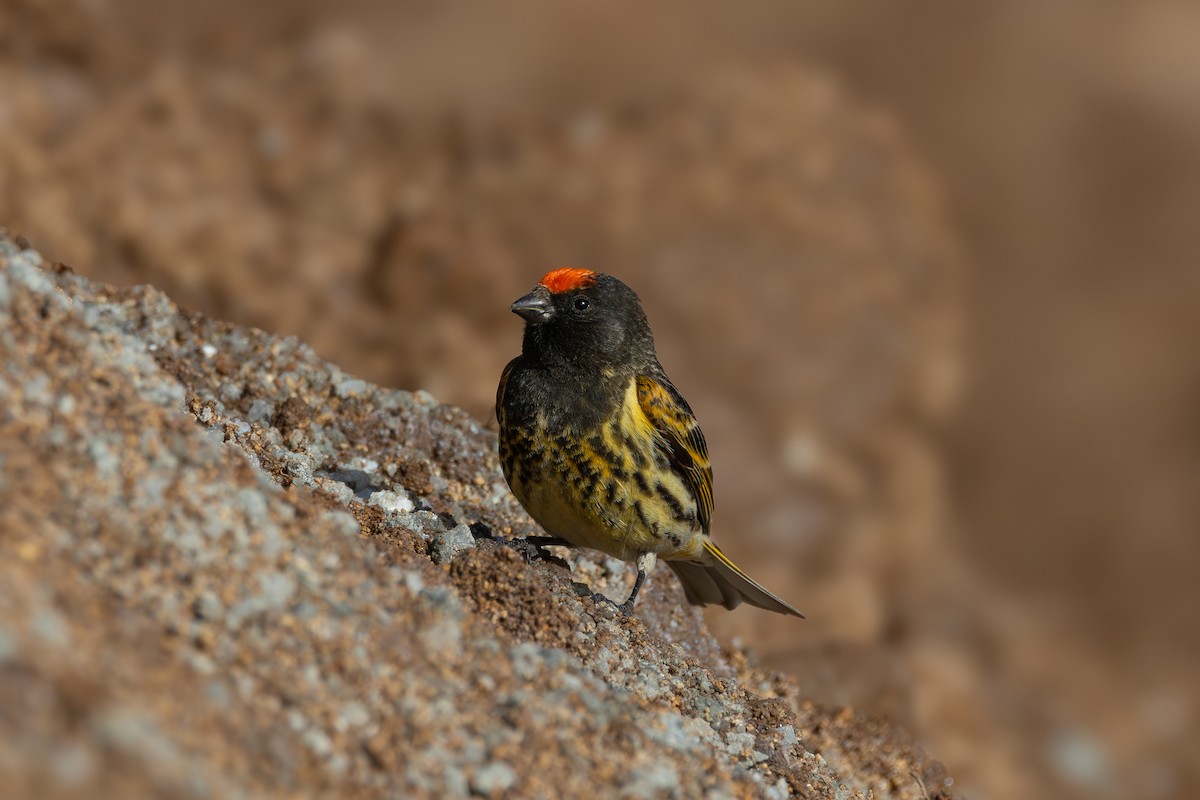 Fire-fronted Serin - Onur Salkım