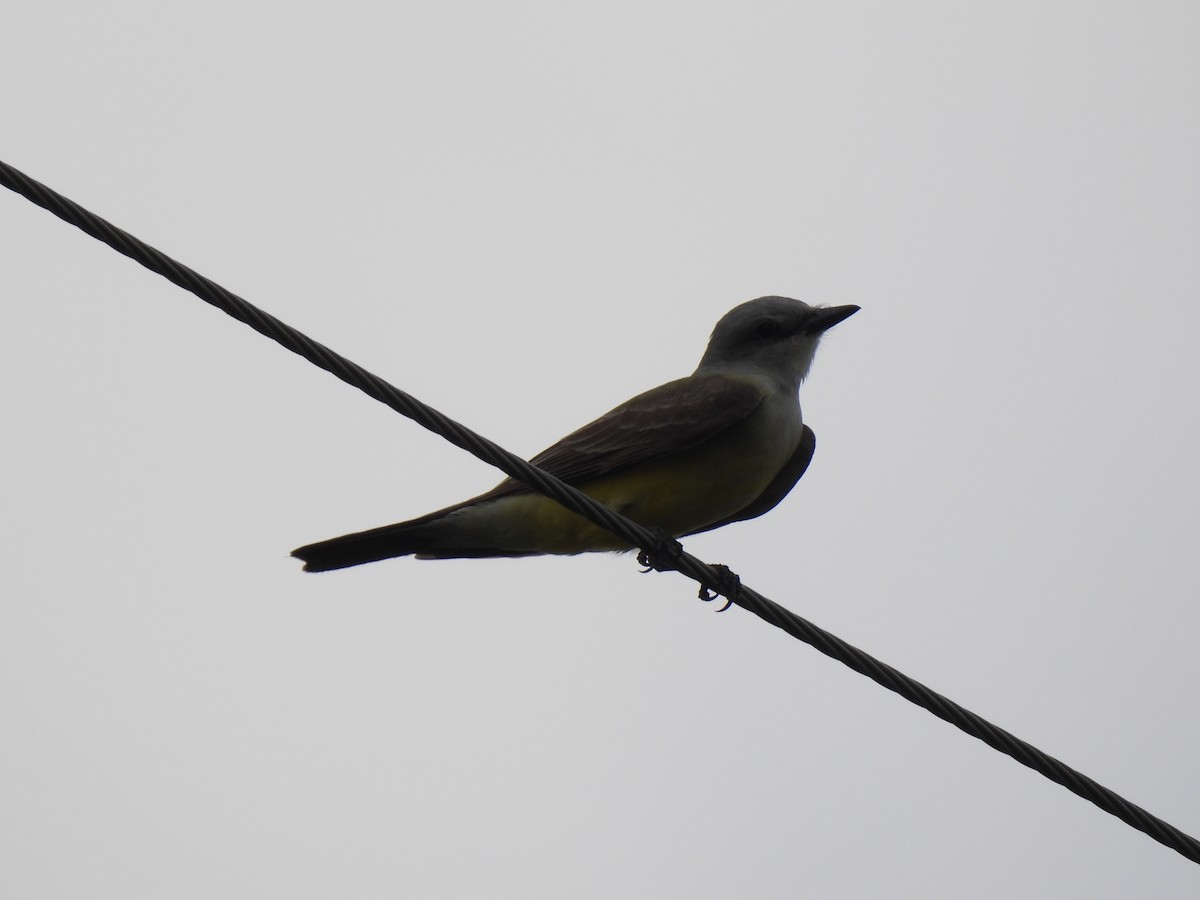 Western Kingbird - Nathan Wahler