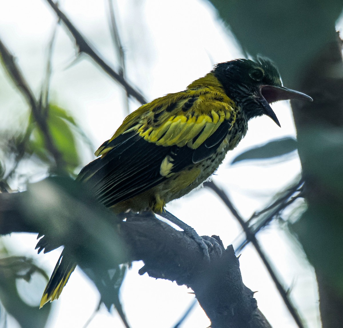 Black-hooded Oriole - Sanjay Gupta