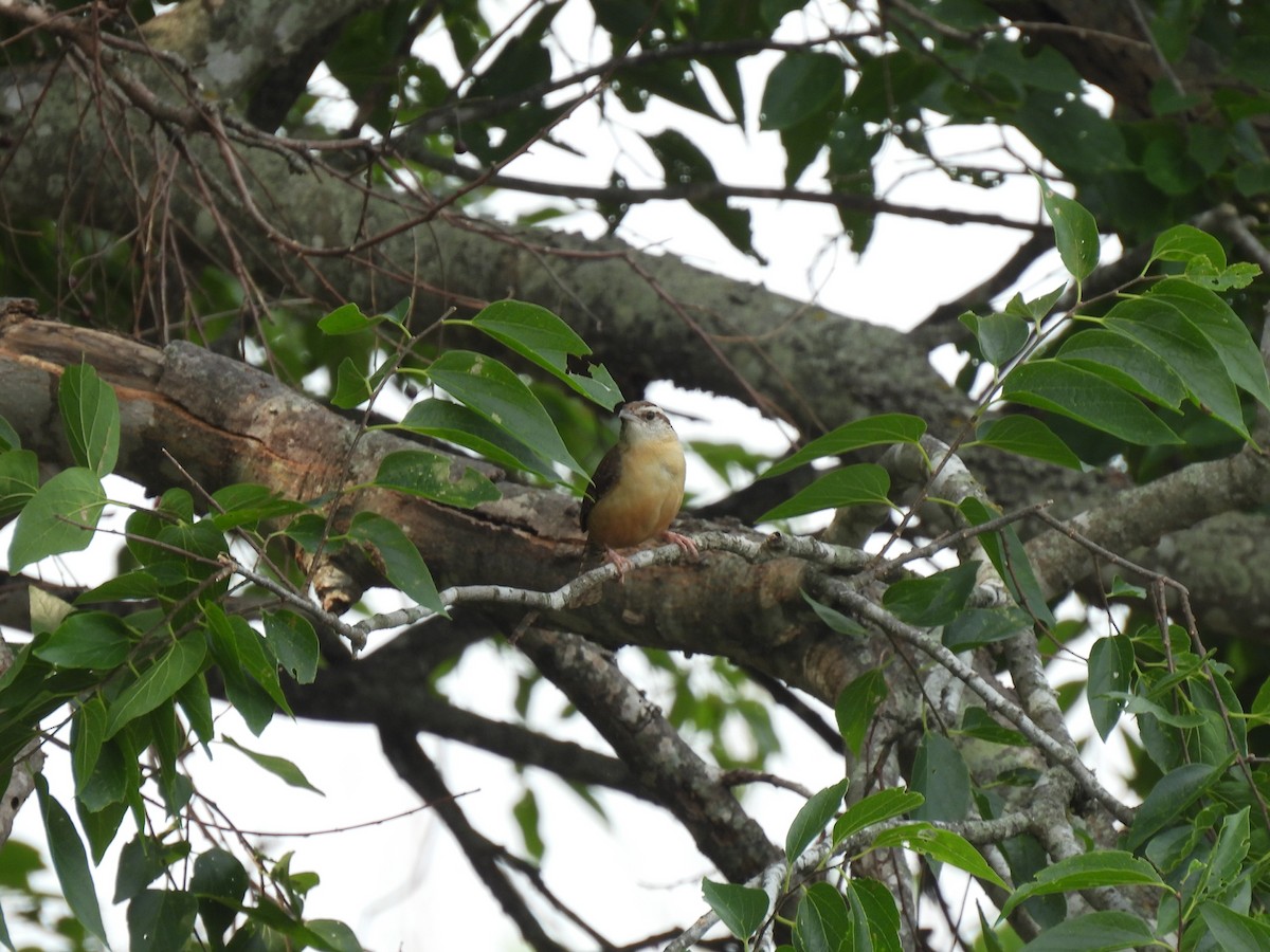 Carolina Wren - Nathan Wahler