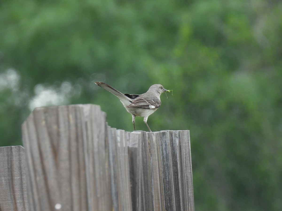 Northern Mockingbird - Nathan Wahler