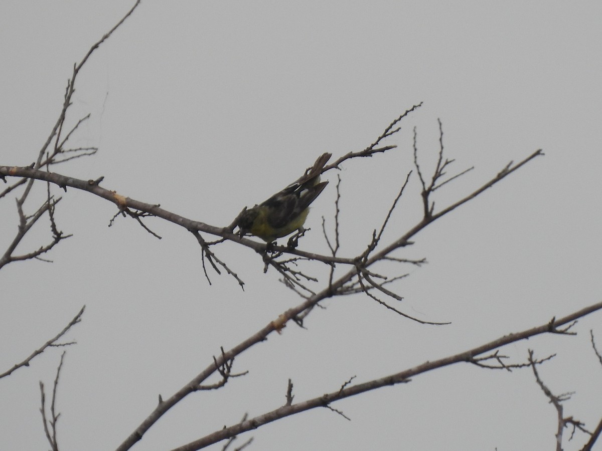 Lesser Goldfinch - Nathan Wahler