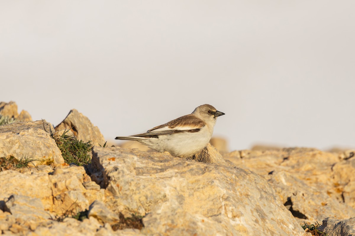 White-winged Snowfinch - Onur Salkım