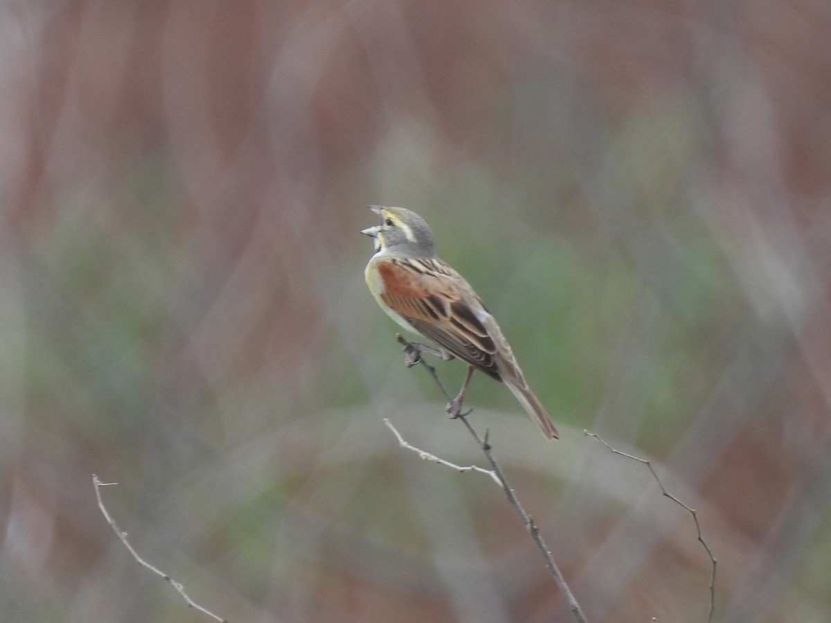 Dickcissel - Nathan Wahler