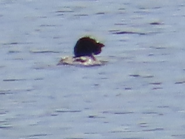 Musk Duck - ML619517098