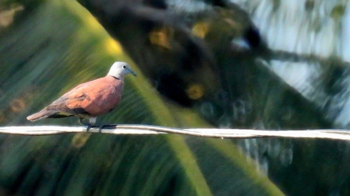 Red Collared-Dove - Christopher Whiteley