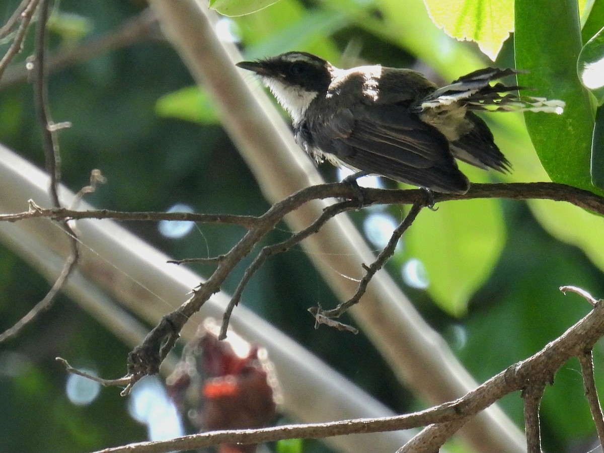 Philippine Pied-Fantail - Christopher Whiteley