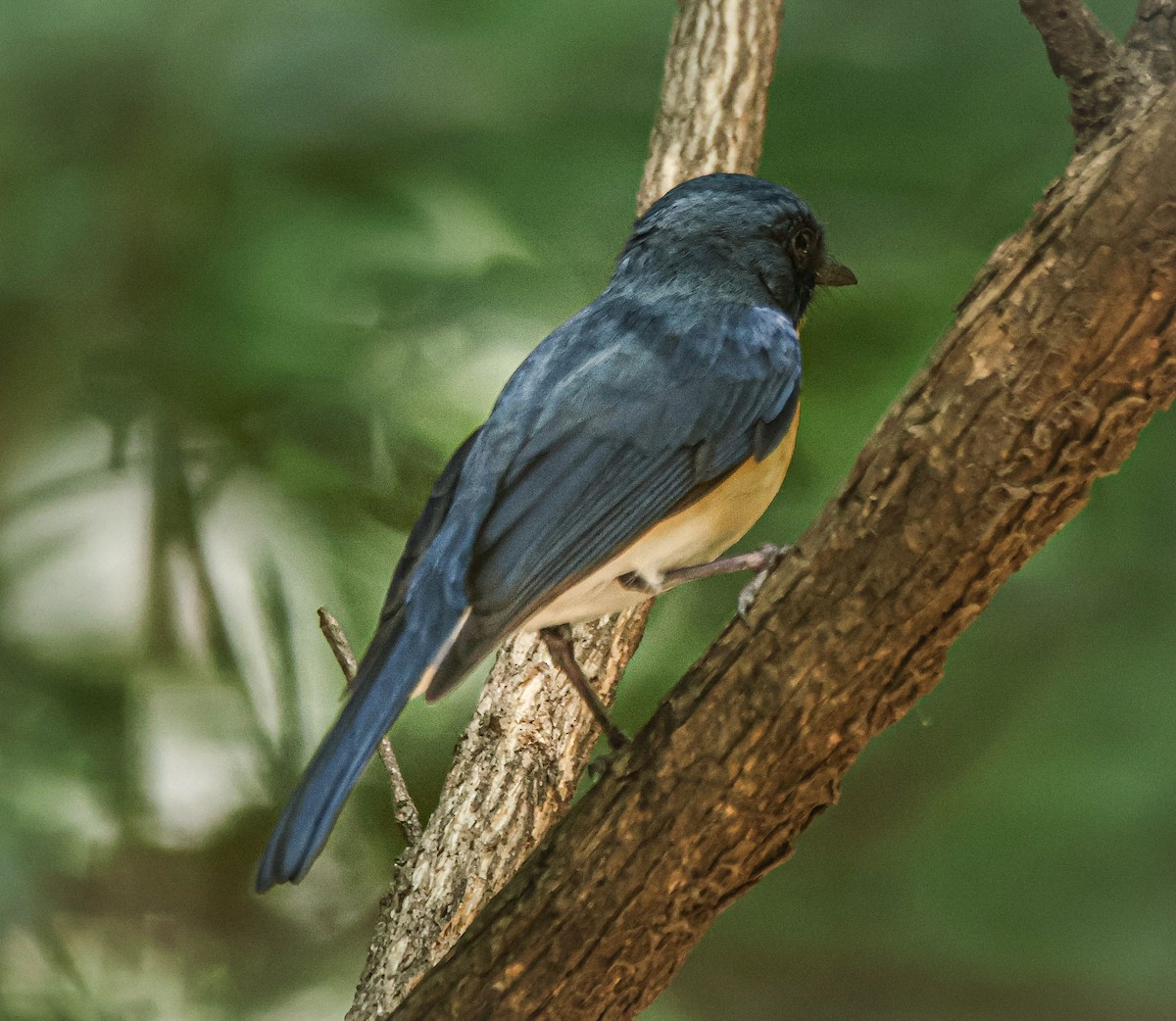 Tickell's Blue Flycatcher - Sanjay Gupta
