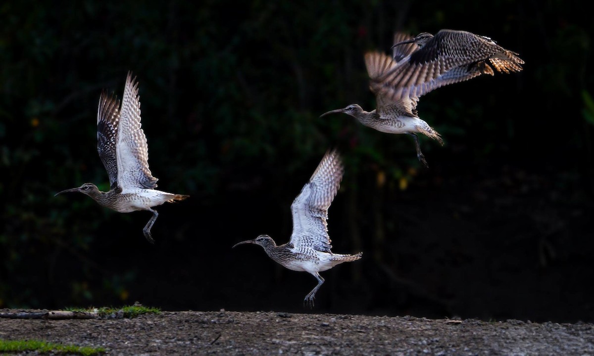 Whimbrel - Rahul Chakraborty