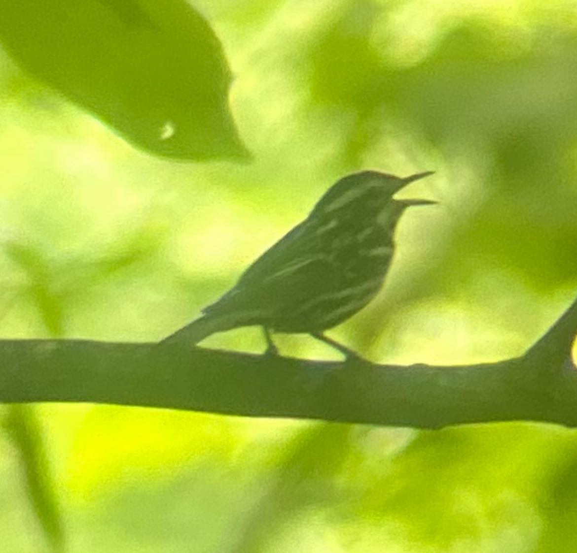 Black-and-white Warbler - Nathan Burrell