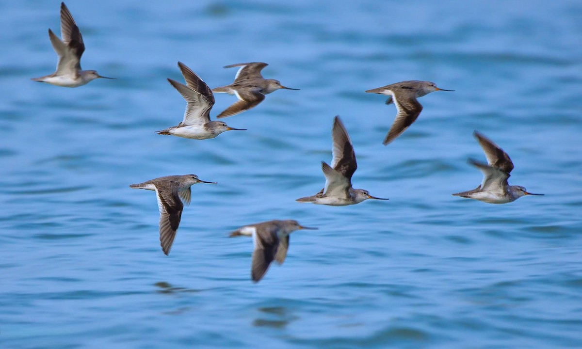 Terek Sandpiper - Rahul Chakraborty