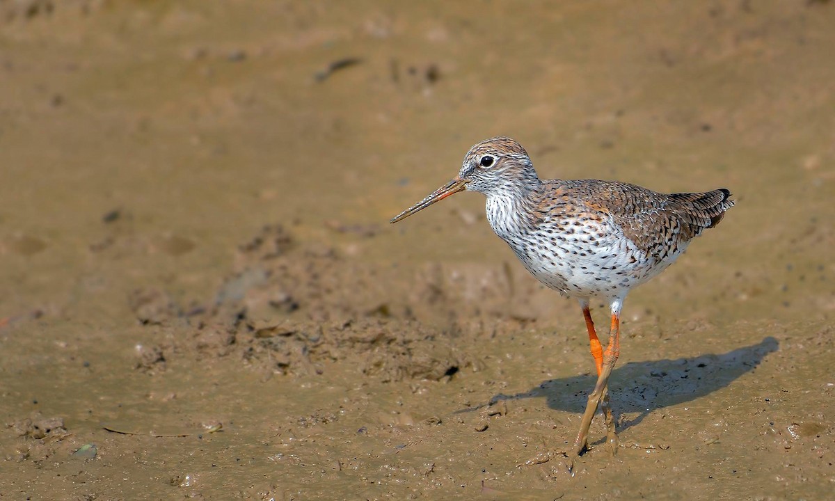 Common Redshank - Rahul Chakraborty