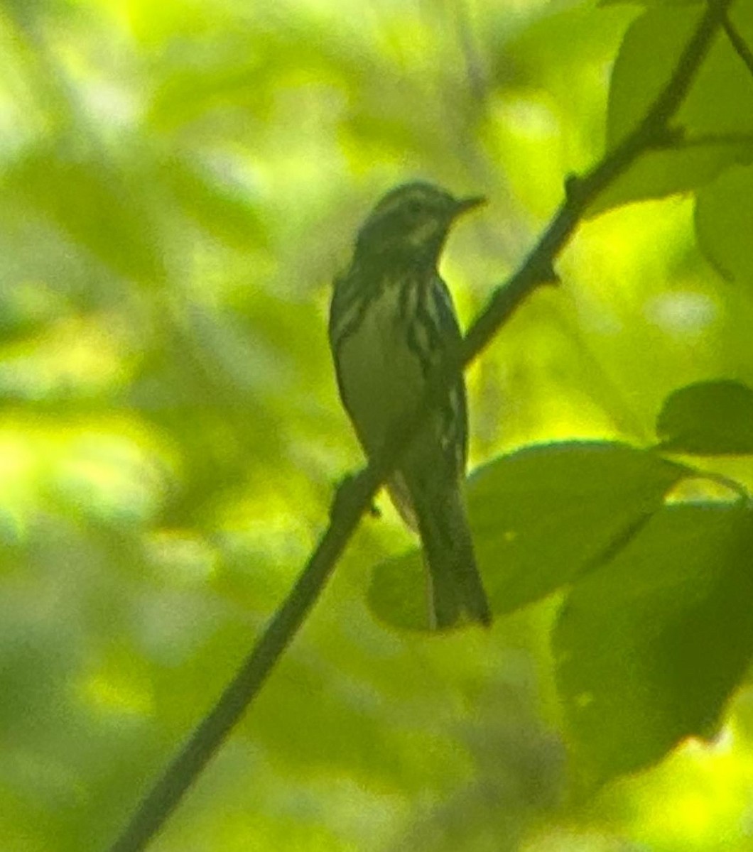 Black-and-white Warbler - Nathan Burrell