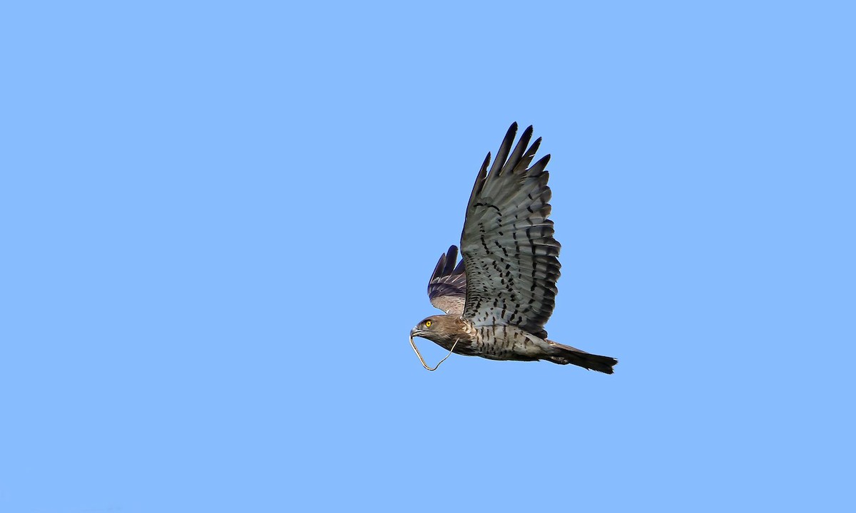 Short-toed Snake-Eagle - Rahul Chakraborty