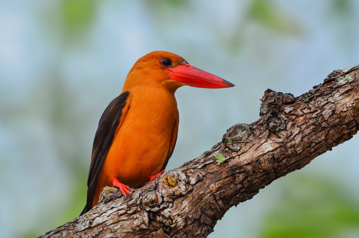Brown-winged Kingfisher - Rahul Chakraborty