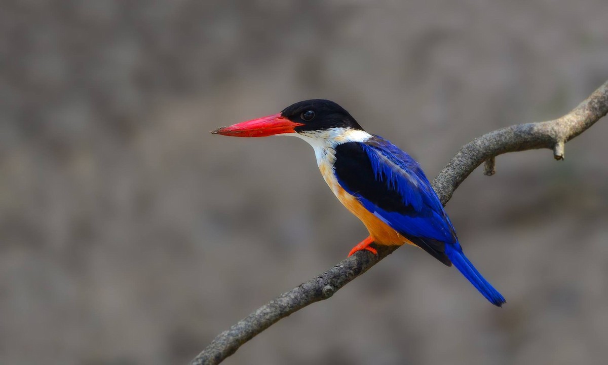 Black-capped Kingfisher - ML619517148