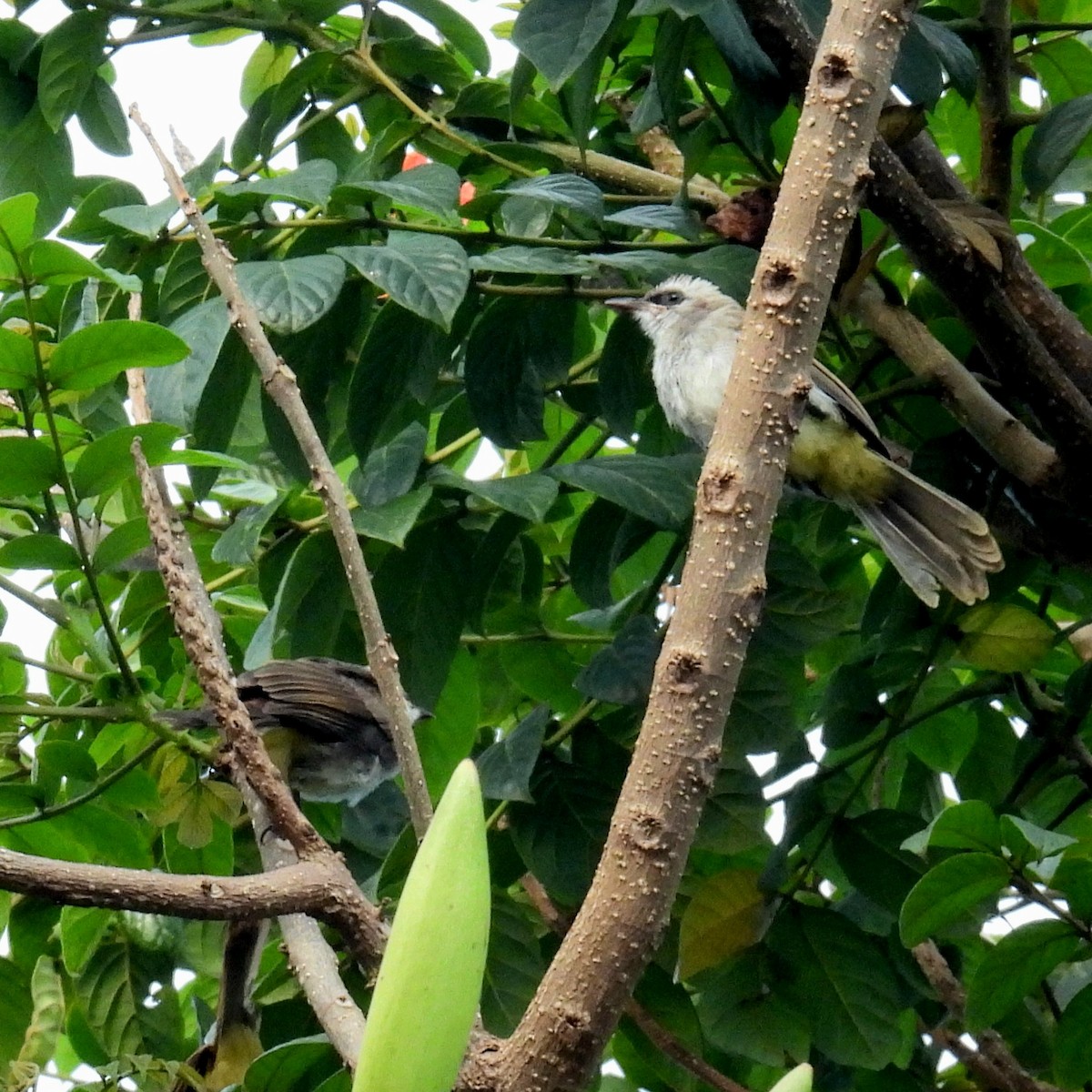 Yellow-vented Bulbul - Christopher Whiteley