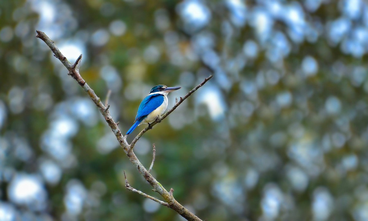 Collared Kingfisher - Rahul Chakraborty