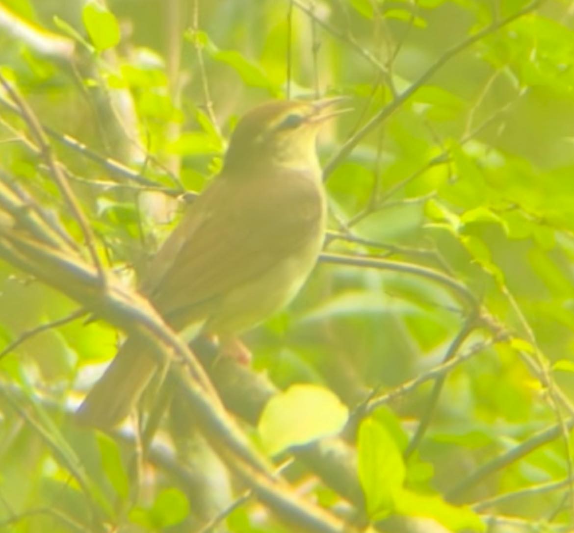 Swainson's Warbler - Nathan Burrell