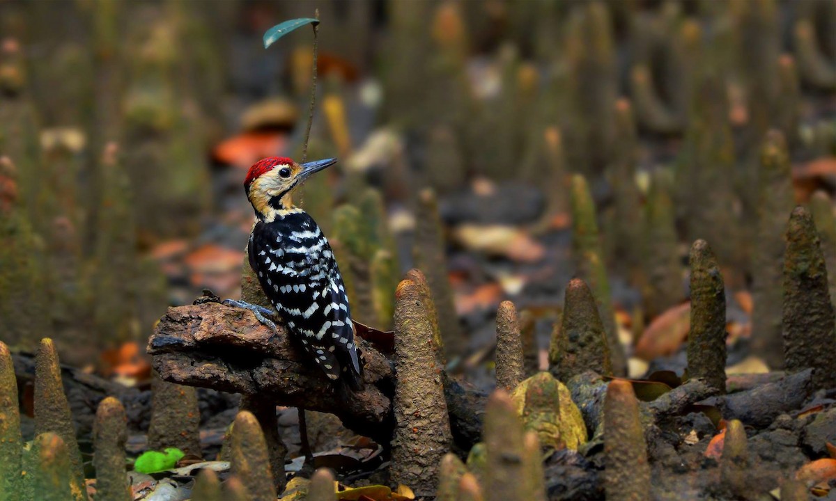 Fulvous-breasted Woodpecker - Rahul Chakraborty