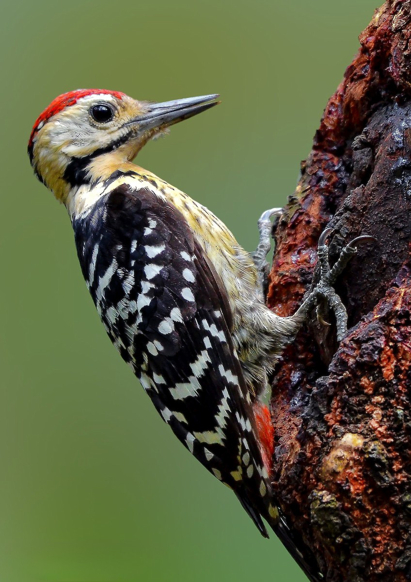 Fulvous-breasted Woodpecker - Rahul Chakraborty