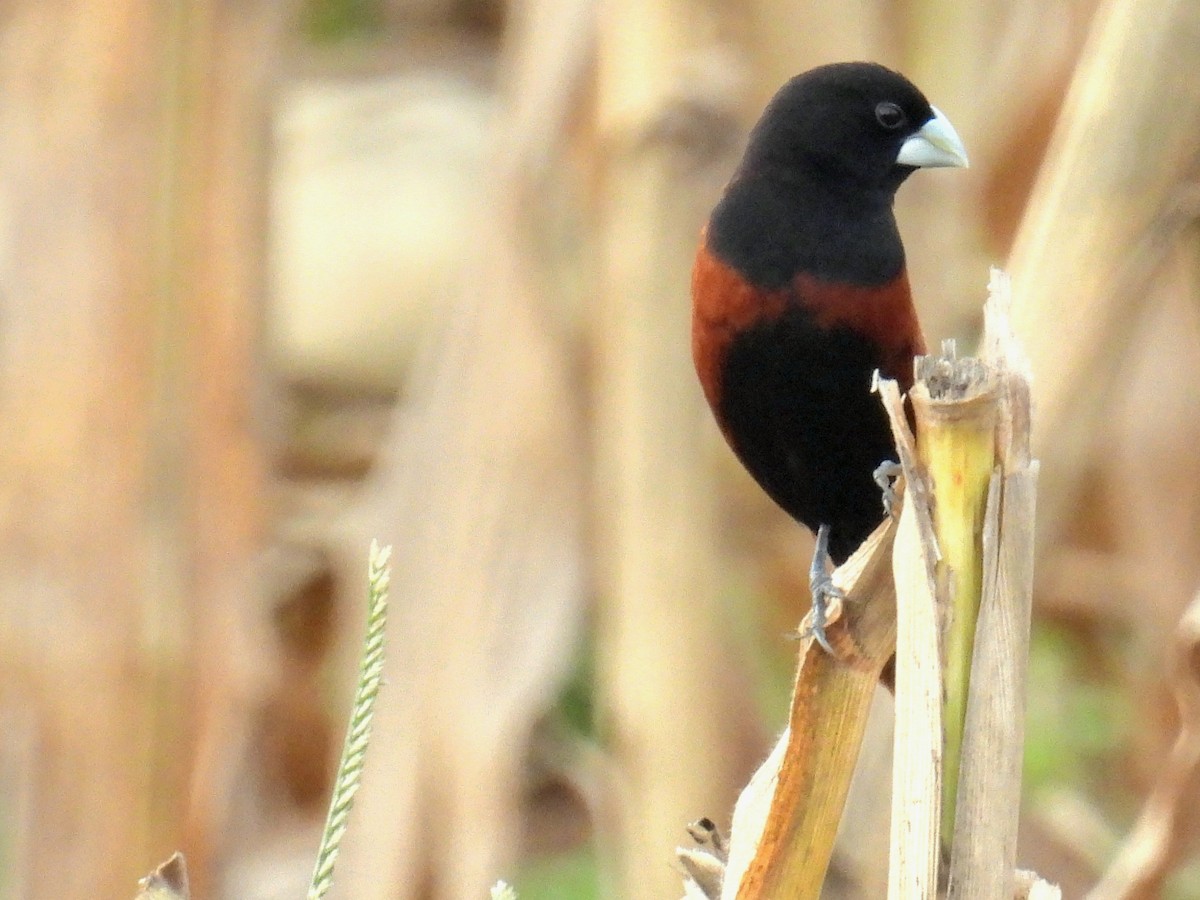 Chestnut Munia - Christopher Whiteley