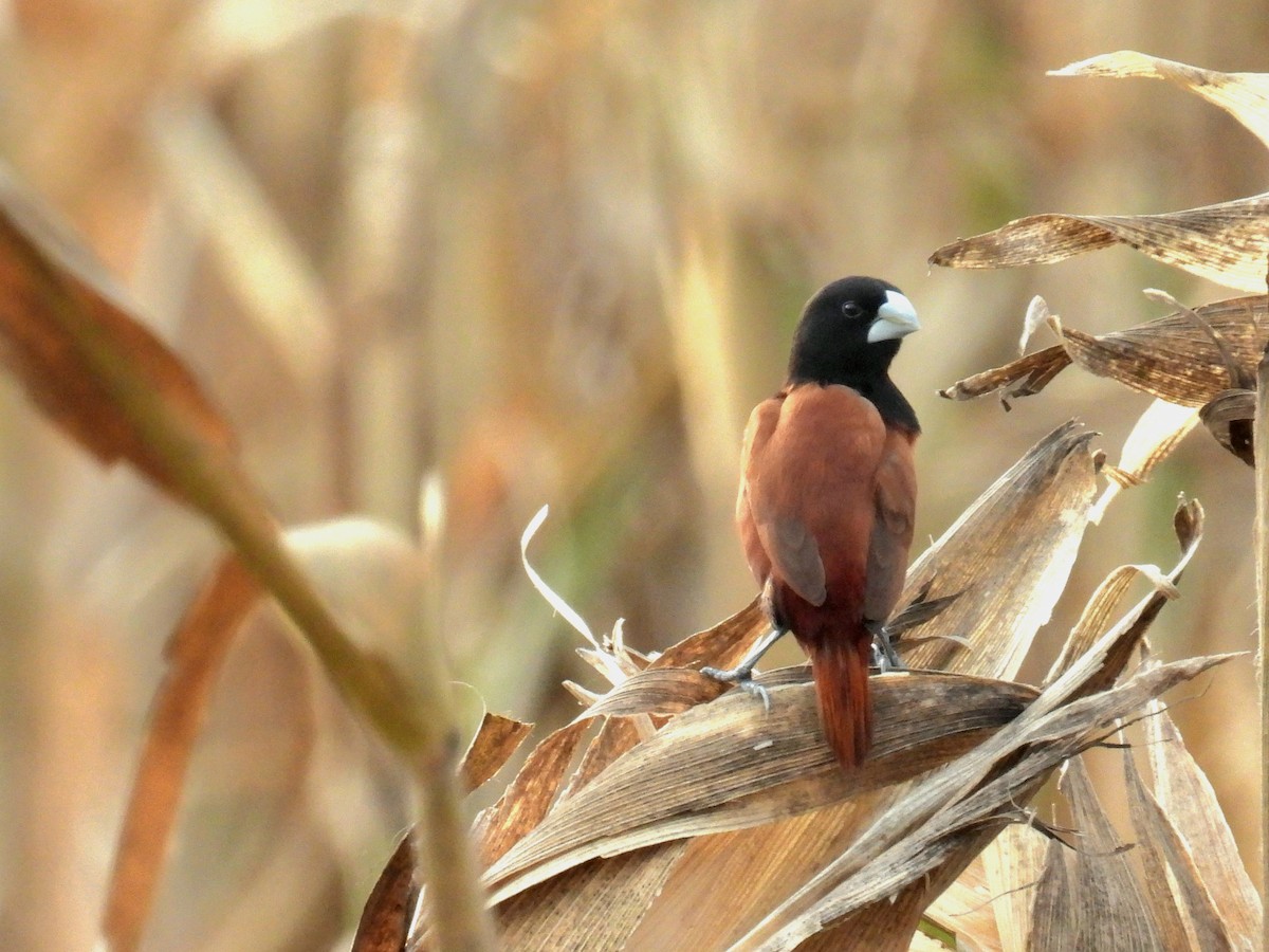 Chestnut Munia - Christopher Whiteley