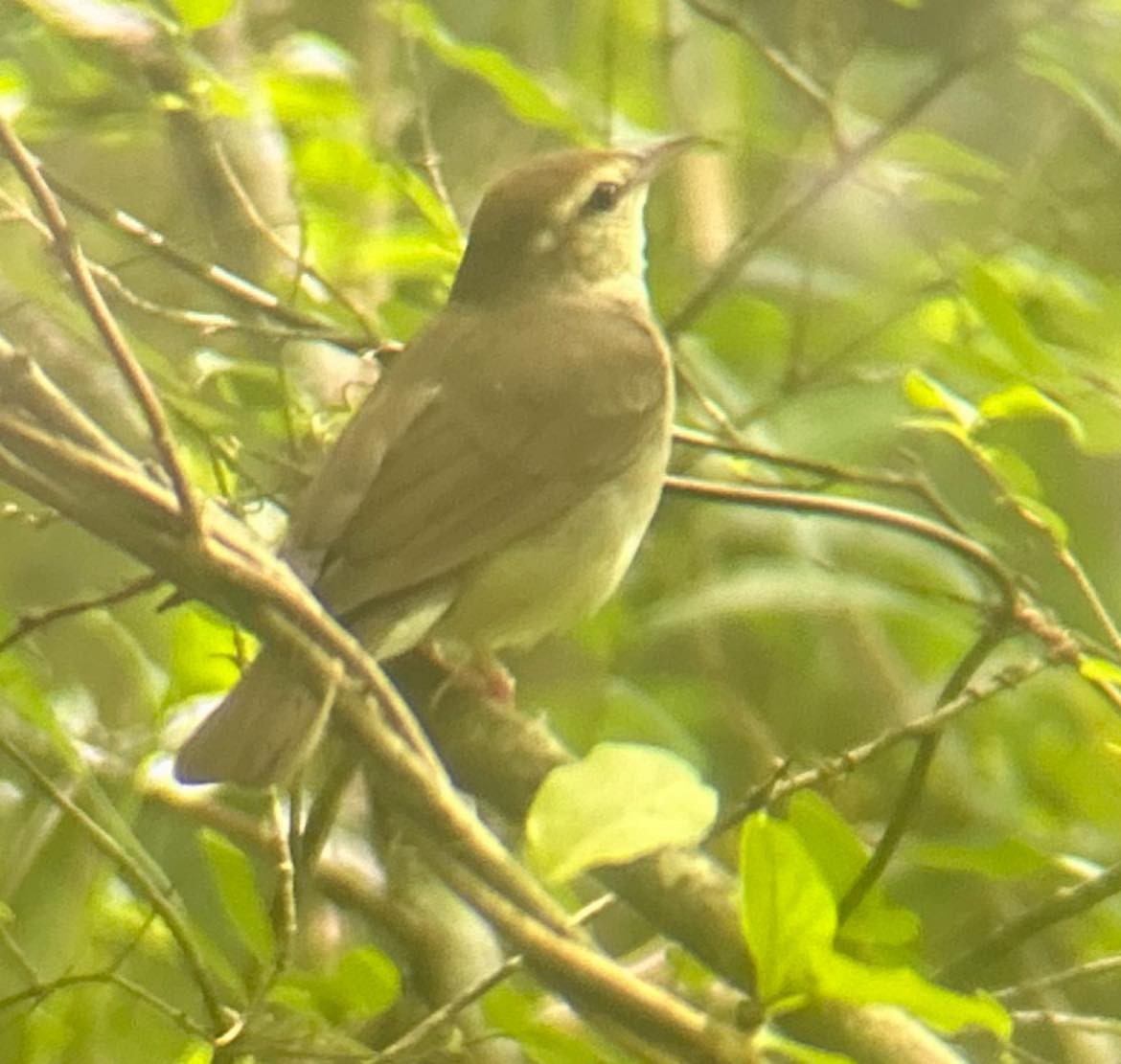 Swainson's Warbler - ML619517157