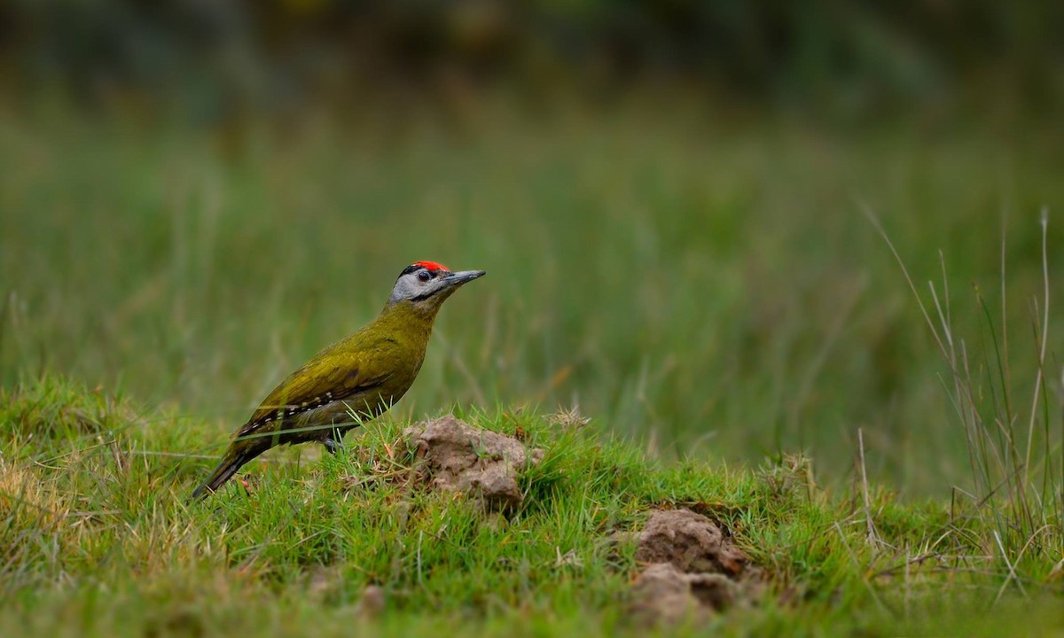 Gray-headed Woodpecker - ML619517159